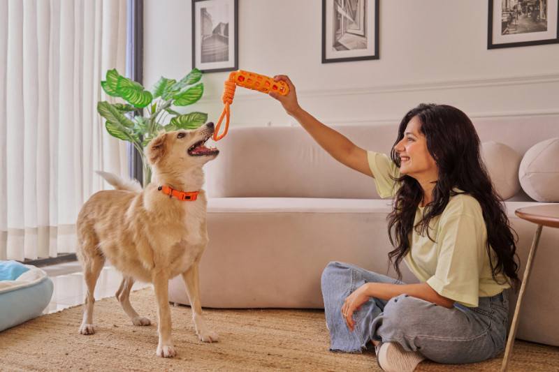 פינוק לכלב במלון - לתת לכלב שלכם את הפינוק שהוא ראוי לו בפנסיון כלבים יוקרתי